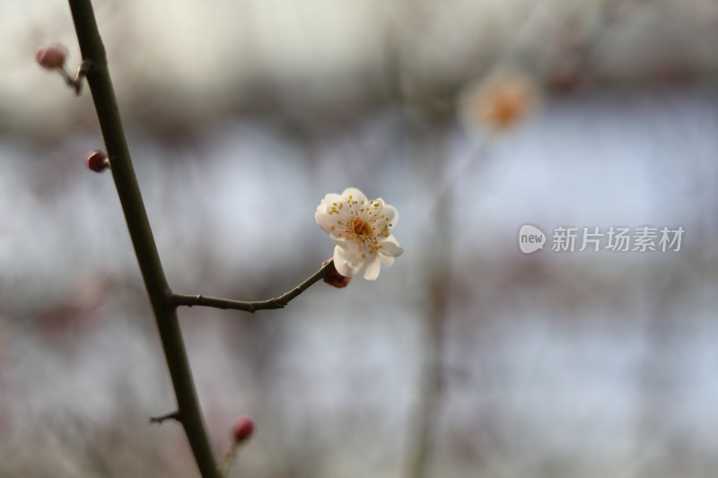 梅花系列