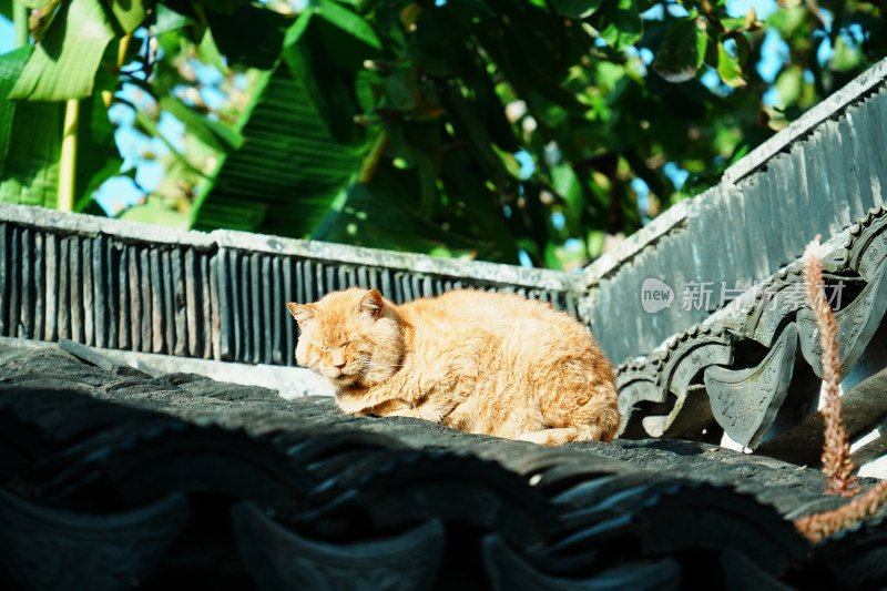 苏州园林艺圃屋檐下的猫