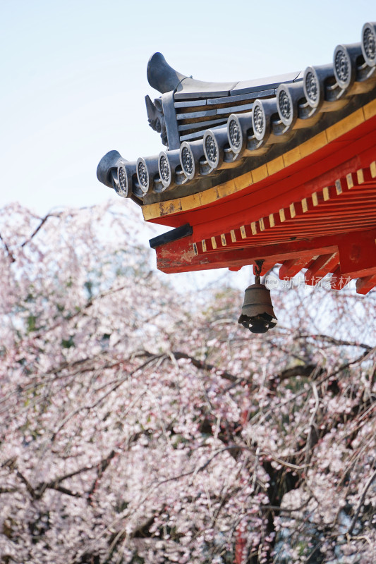 日本，川越喜多院，红色屋檐与樱花