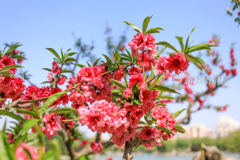 春天桃红柳绿桃花