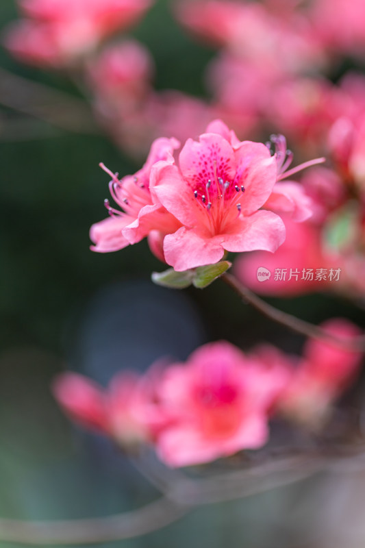 杜鹃花、映山红