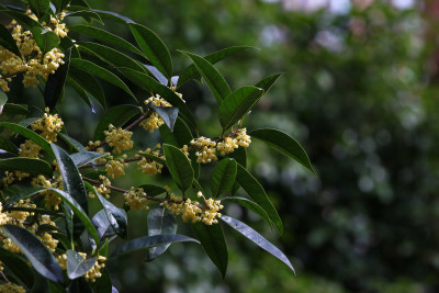 金秋时节桂花盛开