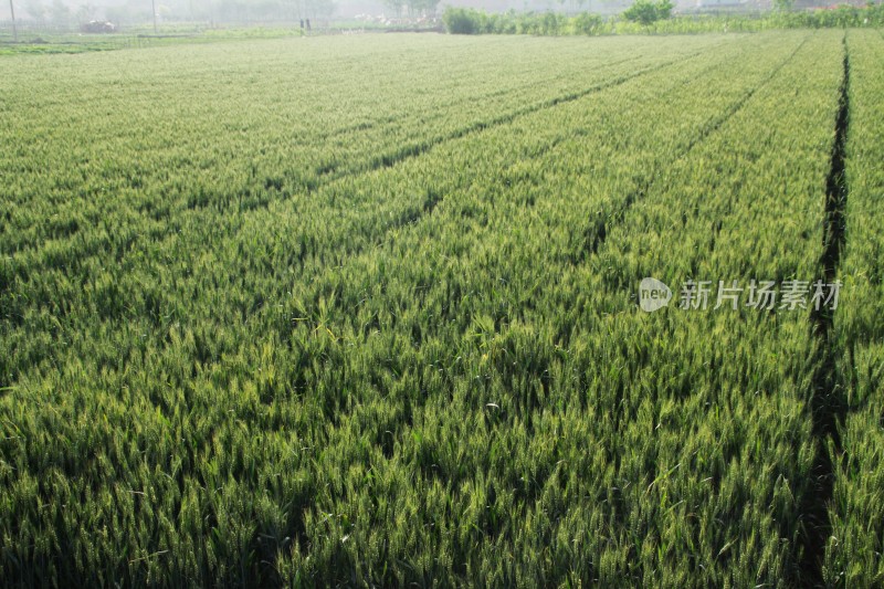 麦子麦田麦子地