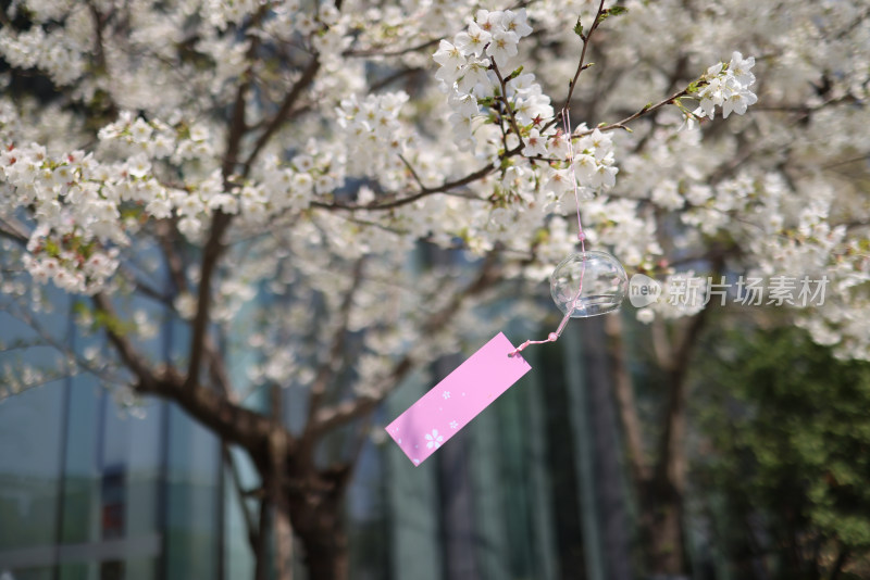 春天悬挂着风铃的梨花树