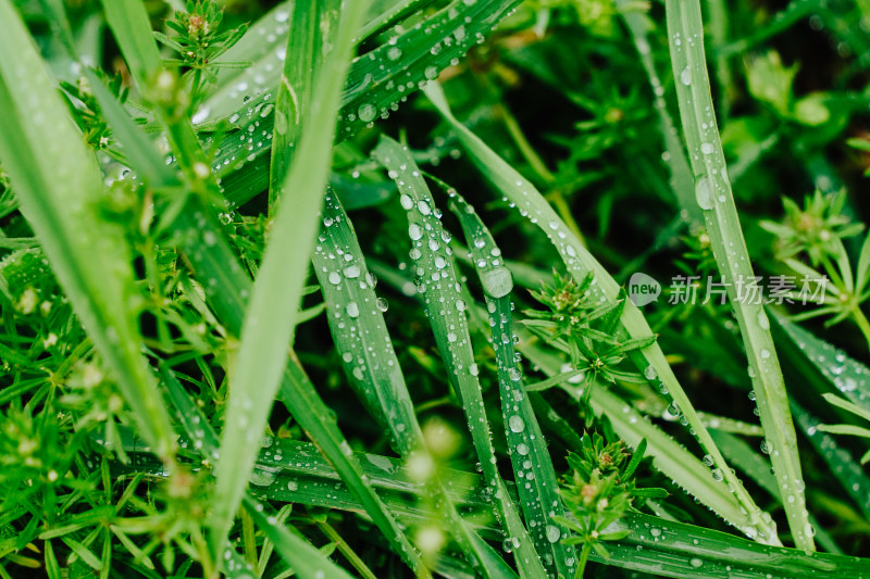 春天的雨露小草