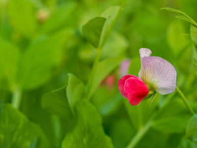 春天豌豆开花绿色清新希望生长