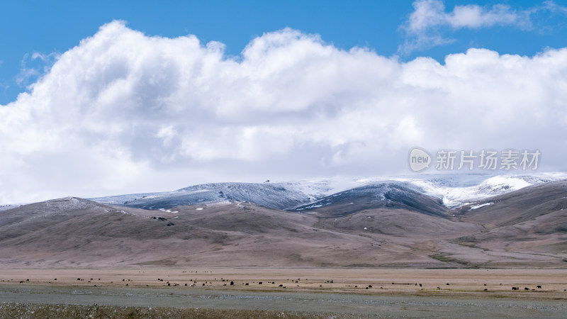 新疆巴音郭楞蓝天白云下的雪山草原风光