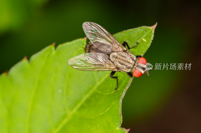 绿叶上的红眼苍蝇特写