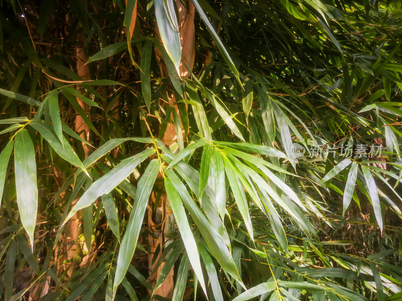 绿色植物竹子摄影图