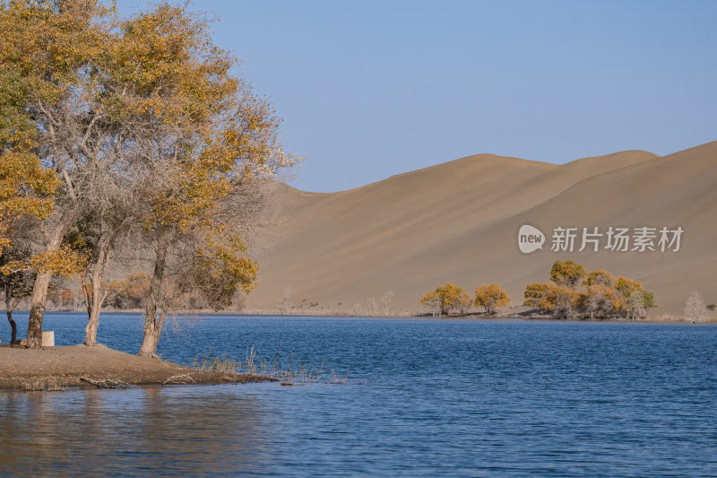 新疆巴州罗布湖塔塔秘境沙漠水上胡杨林