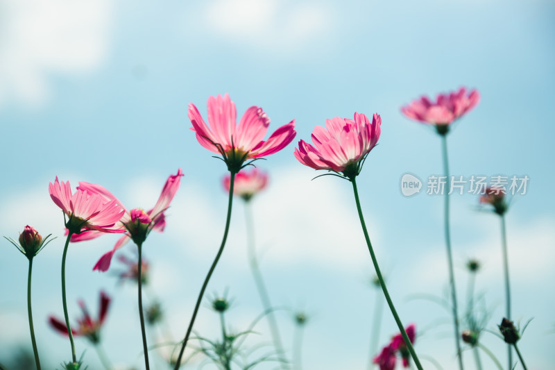 夏日格桑花