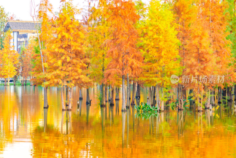 成都白鹭湾湿地公园水杉秋景