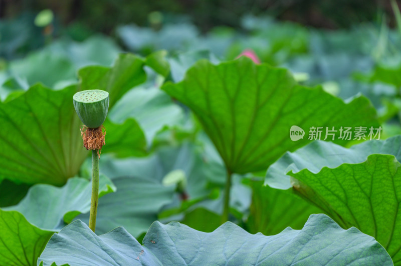 夏季荷塘荷花莲蓬荷叶特写