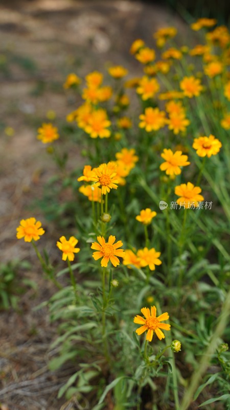 植物素材——金鸡菊