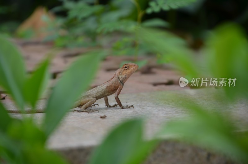 广东东莞：蜥蜴