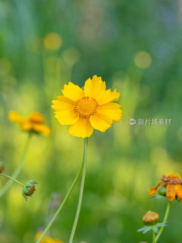 春天的金鸡菊开花特写