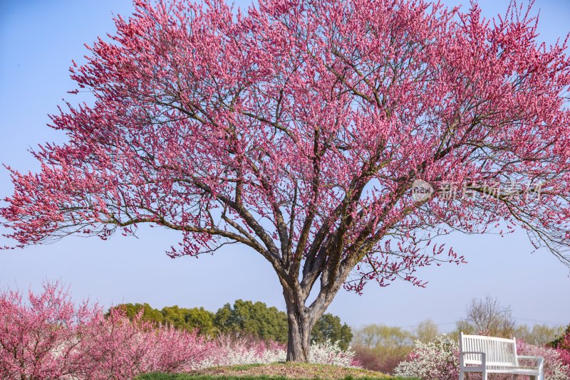 花开海上梅花节