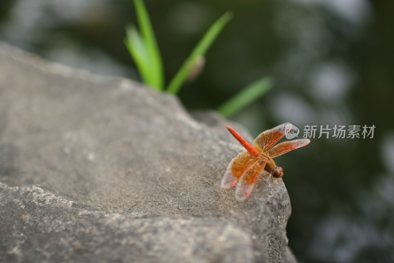 石头上的蜻蜓