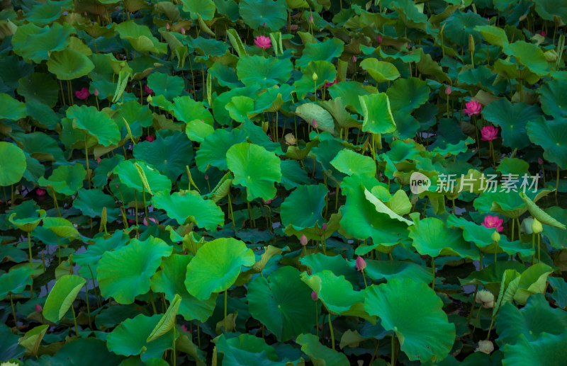 荷花夏天美丽绽放