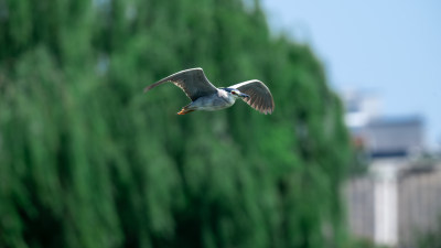 夜鹭（Nycticorax nycticorax）