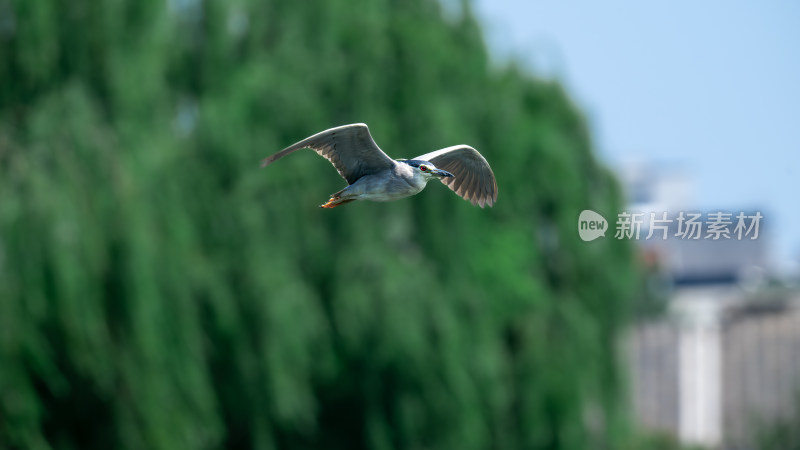 夜鹭（Nycticorax nycticorax）