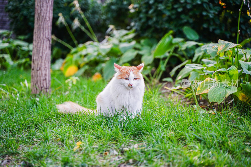 一只猫坐在草地上