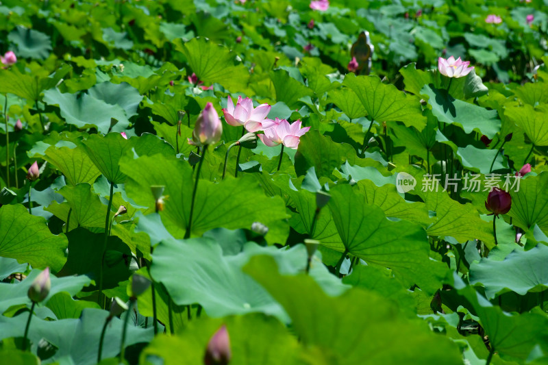 荷花，优雅绽放于碧绿荷叶间