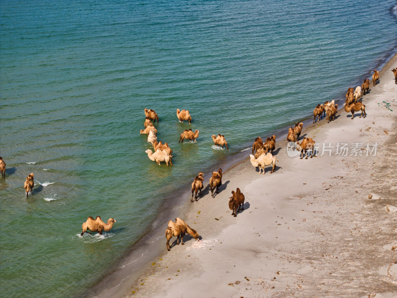 航拍湖边的骆驼群