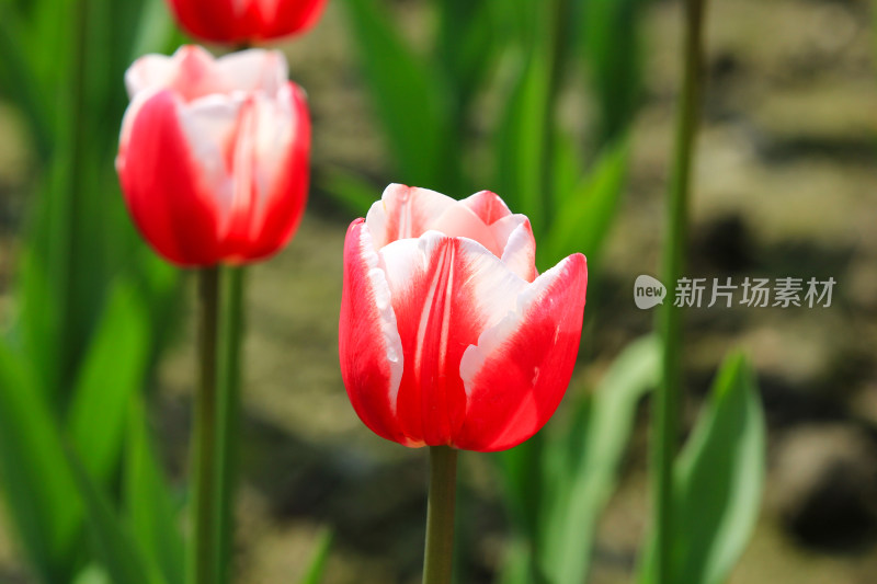 郁金香鲜花实拍背景