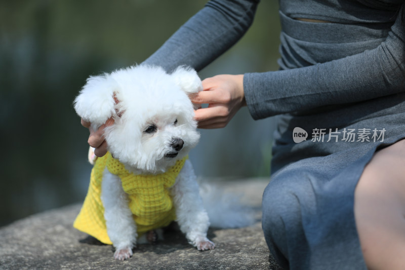 一个人正在给宠物狗比熊犬检查耳朵