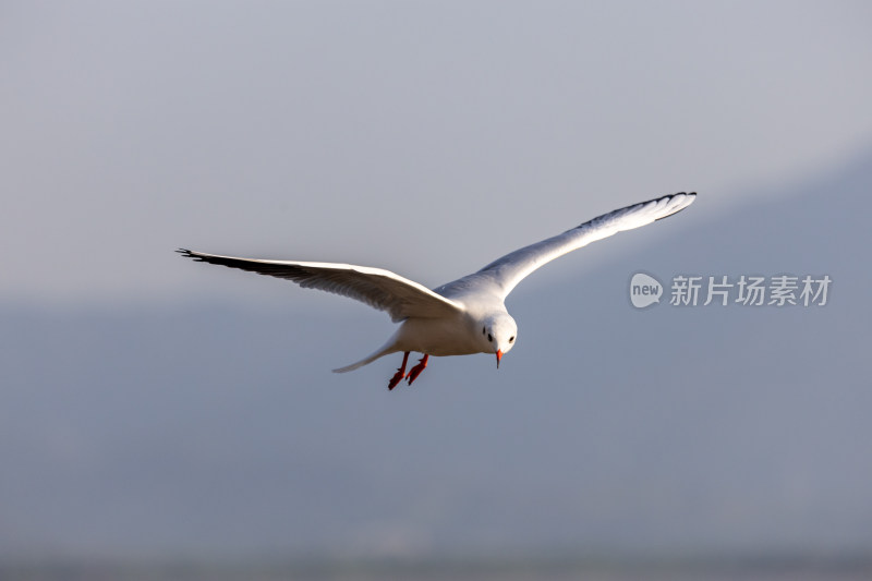 海鸥、红嘴鸥