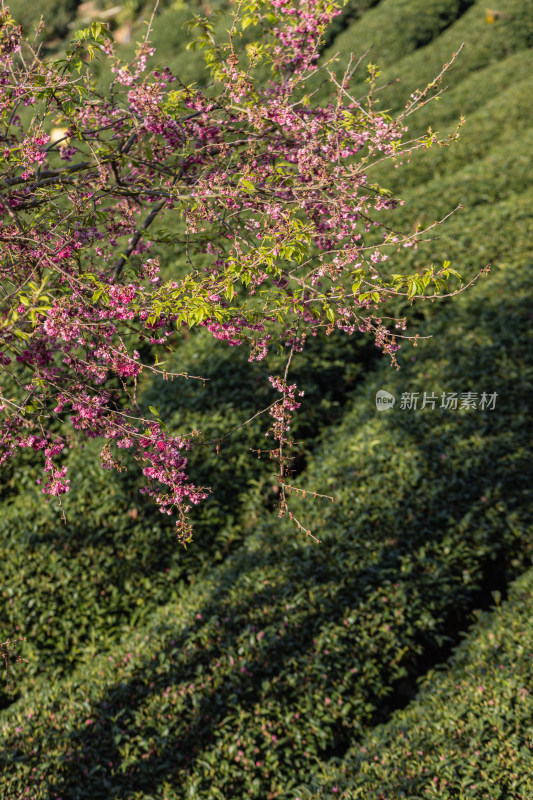 樱花盛开