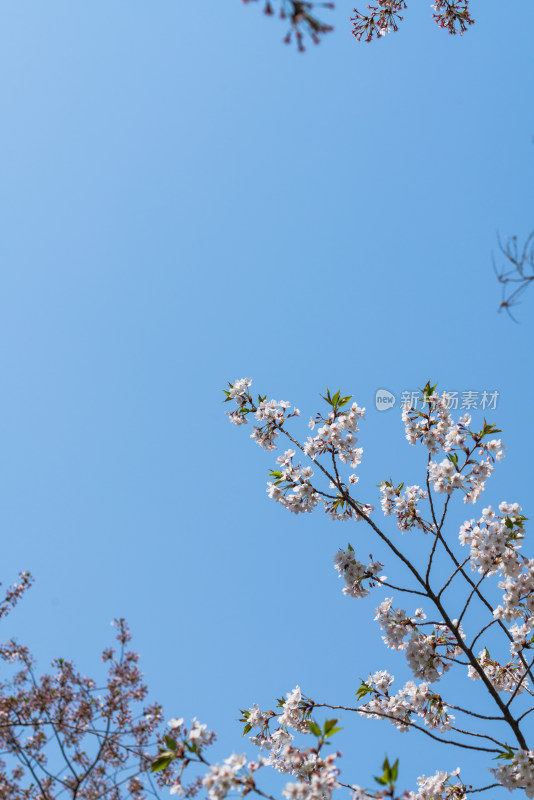 初春晴朗天空下盛开的樱花树