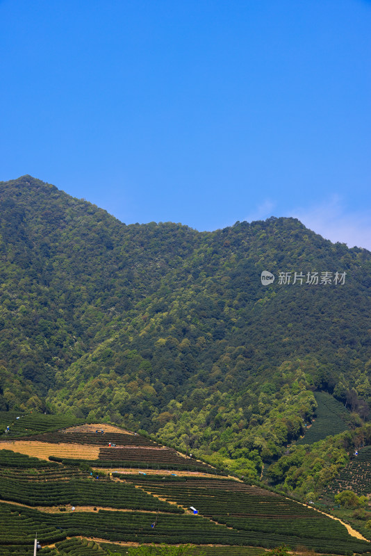 中国杭州龙坞春天里的茶园风光