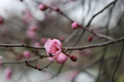 特写粉色梅花绽放枝头