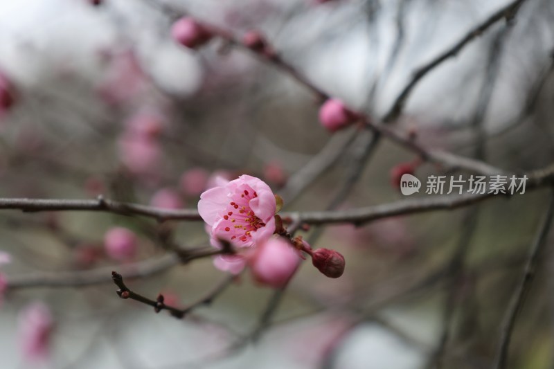 特写粉色梅花绽放枝头