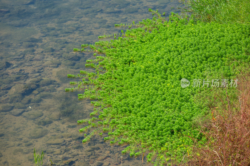 狐尾藻水生植物