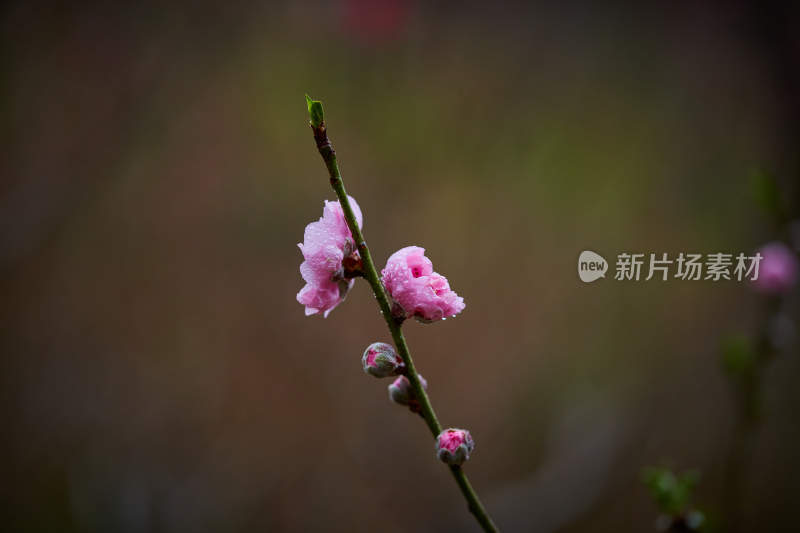 带水珠的粉色桃花特写