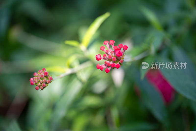 上海松江辰山植物园“红叶”秋海棠