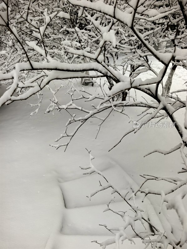 白雪覆盖下的树枝景象