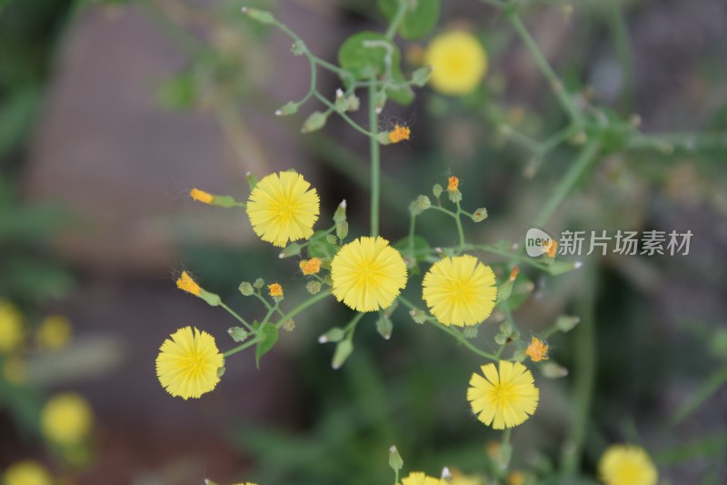 自然绿色花朵