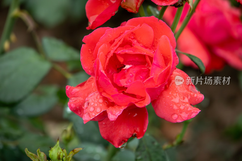 雨后红色月季花特写