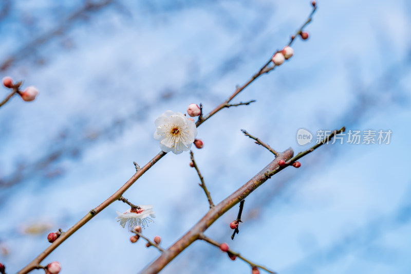 西溪湿地盛开的梅花