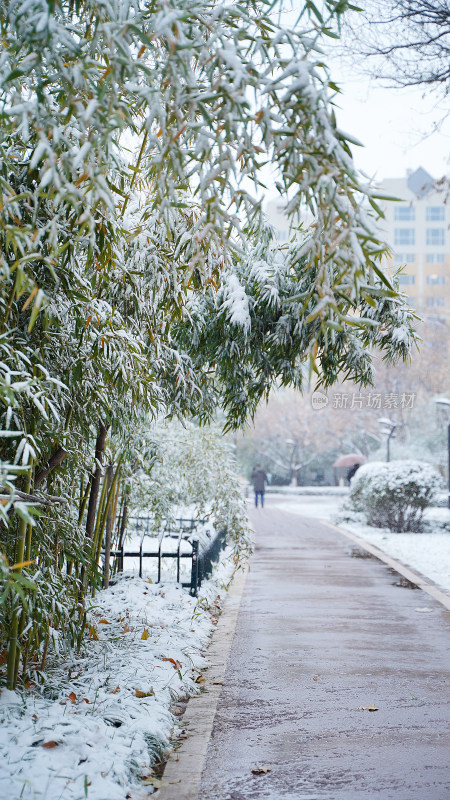 竹林雪景