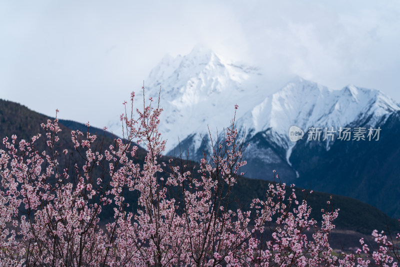 西藏林芝雪山下的桃花