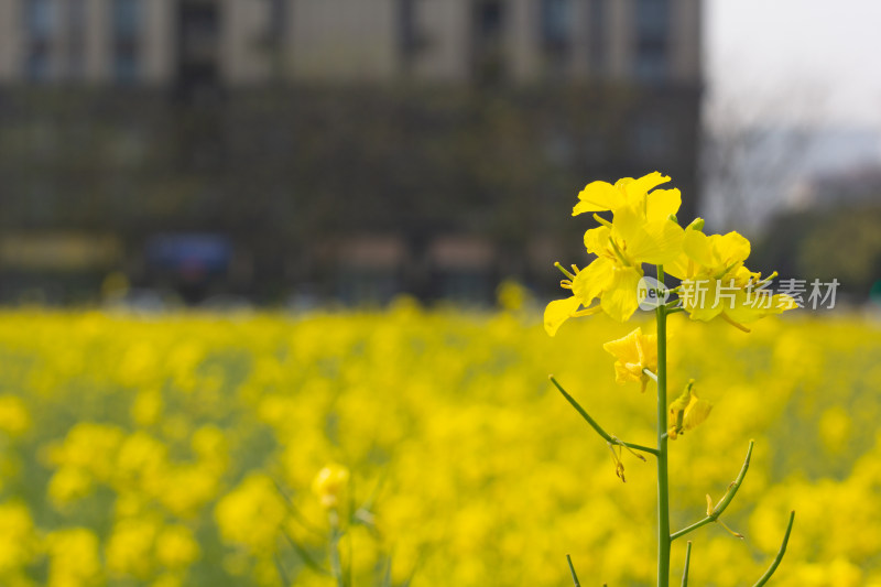 美丽的黄色油菜花田近景特写