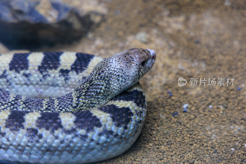 特写蛇的头部与花纹