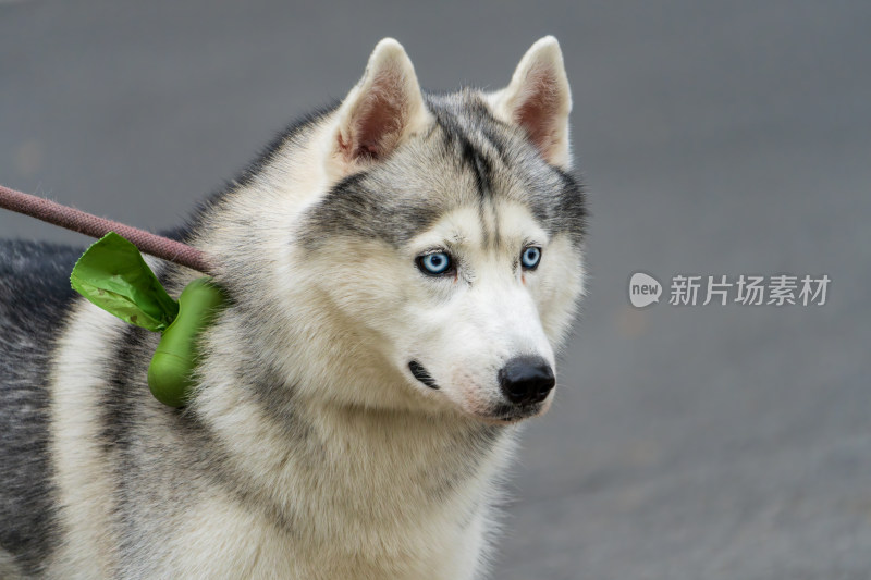 被拴着牵引绳的哈士奇特写