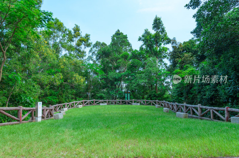 深圳银湖山郊野公园半山树林绿色草坪