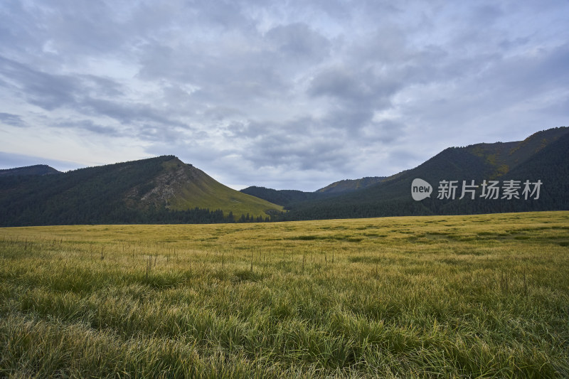 高山草甸的自然风光